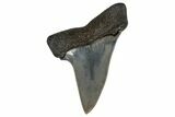 Fossil Broad-Toothed Mako Tooth - South Carolina #170422-1